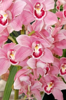 Cymbidium,Pops Pink variety,Kahn-Orchis