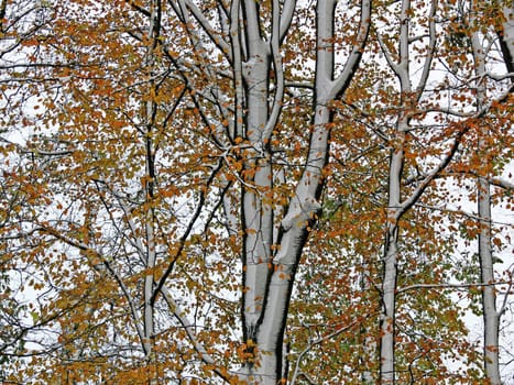 The first snow
