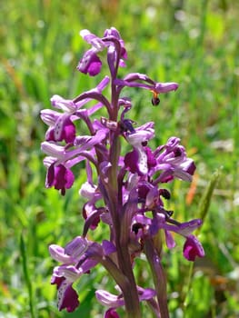 Orchis longicornu,long-spurred orchid
