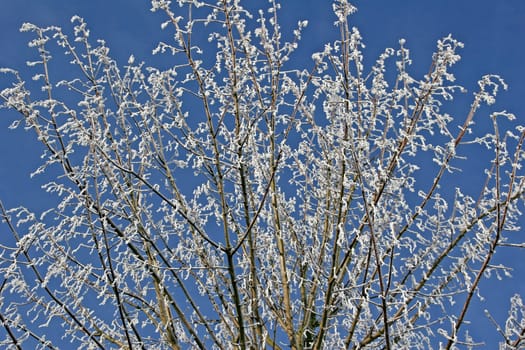 Tree with hoarfrost