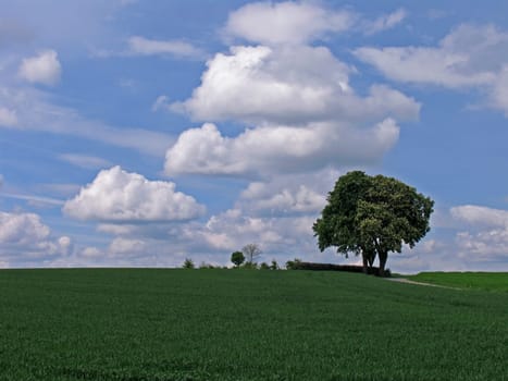 Bad Iburg-Glane,Chestnut