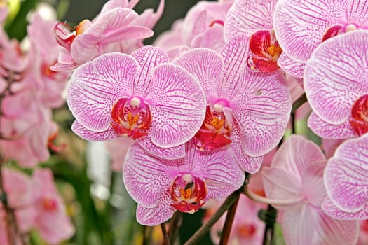 Phalaenopsis hybrid,variety Pink Lady