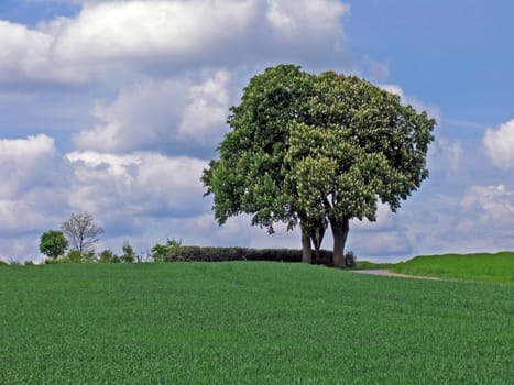 Bad Iburg-Glane,chestnut on the field