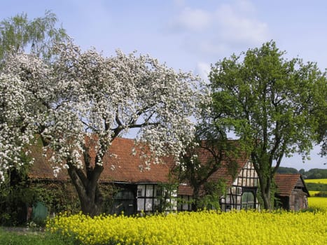 Hilter,farm with rapeseed field and cherry tree