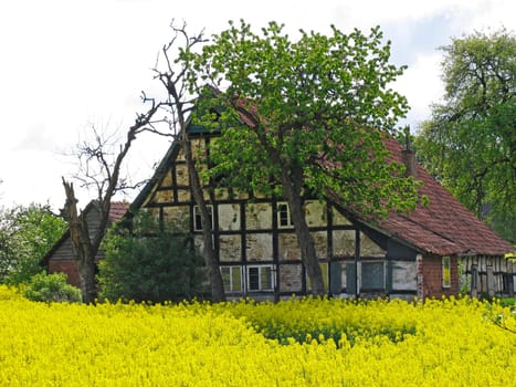 Hilter,farm with rapeseed field