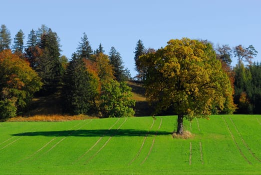 Sunny autumn