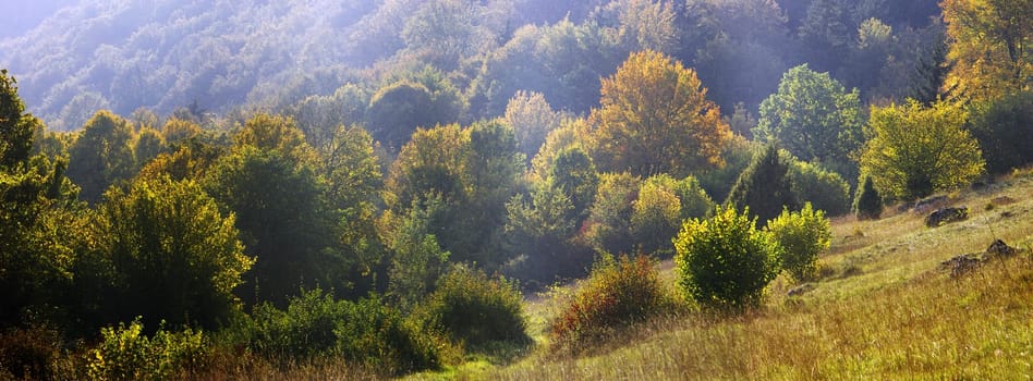 Autumn forest