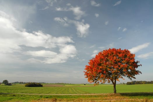 red tree in autumn