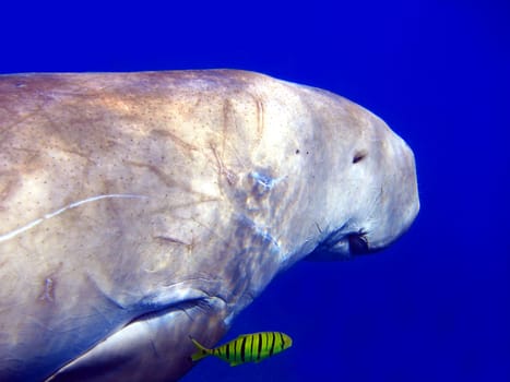 Dugong