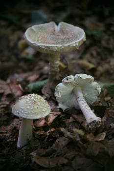 Amanita rubescens