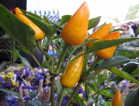 Yellow hot peppers