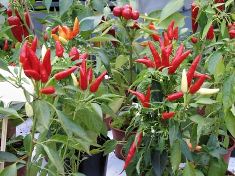 Pepperoni plants