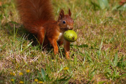 Walnut Thief