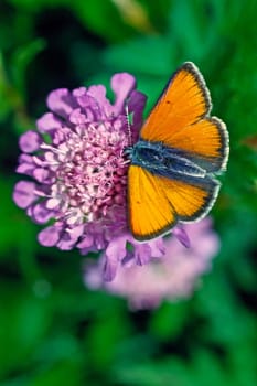 Lycaena hippothoe,Fire Butterfly,Male