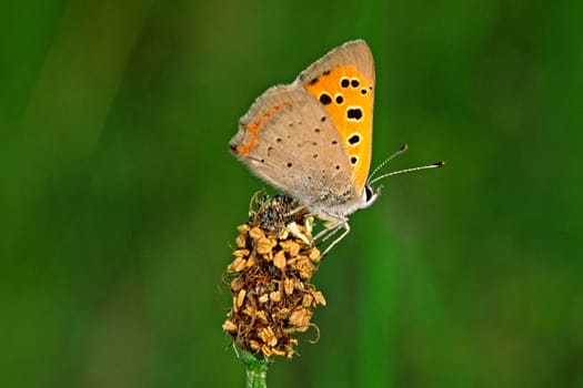 Lycaena phlaeas, Kleiner Feuerfalter
