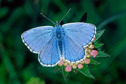 Lysandra bellargus,blue (male)