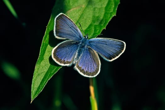 Plebejus argus,Honeysuckle blue,Male
