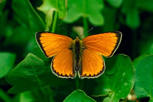 Heodes virgaurea, Dukatenfalter (Männchen)