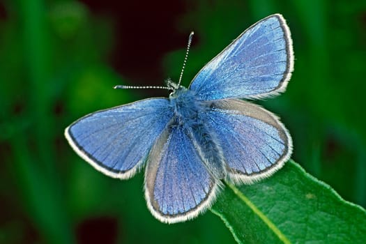 Polyommatus icarus