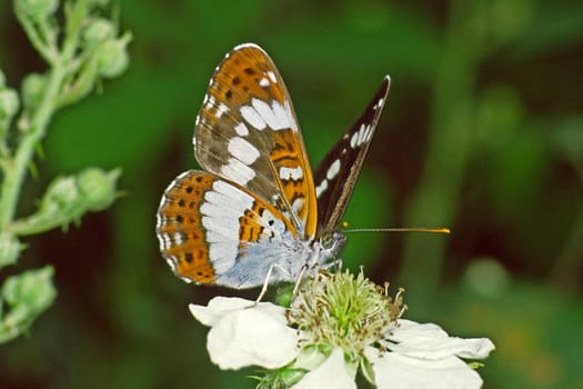 Limenitis camilla,Lesser Kingfisher