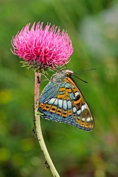 Limenitis populi,Great kingfisher on thistle