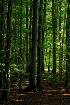 In the woods