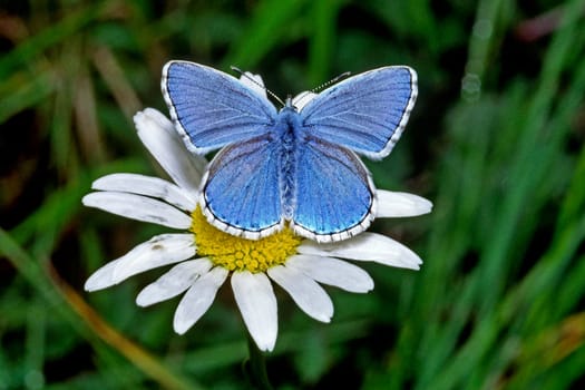 Polyommatus bellargus