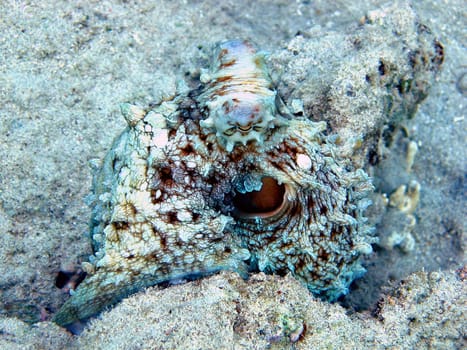 Octopus