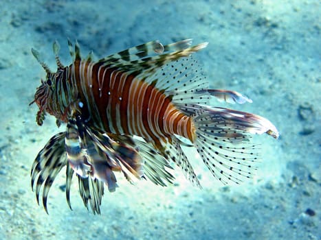 Lionfish