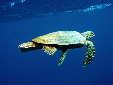 Hawksbill turtle