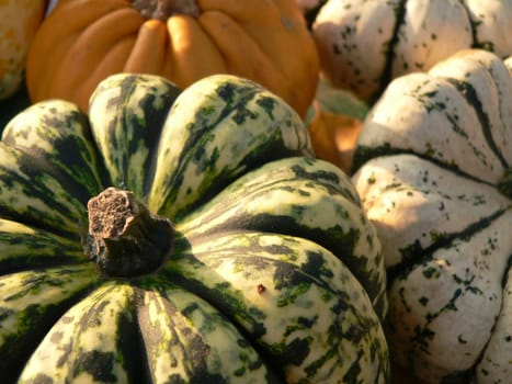 Sprittled pumpkin