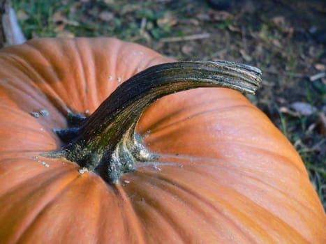 Pumpkin Detail