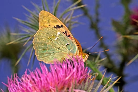 Argynnis pandora,female,cardinal