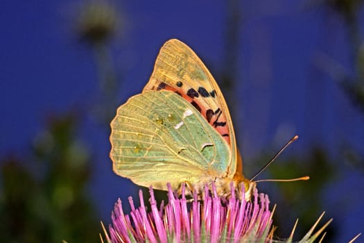 Argynnis pandora (female) Cardinal