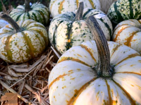 Two-color pumpkins