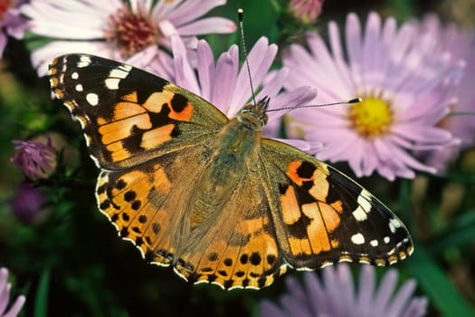Vanessa cardui (Cynthia cardui), Distelfalter