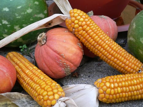 Corn and Pumpkins
