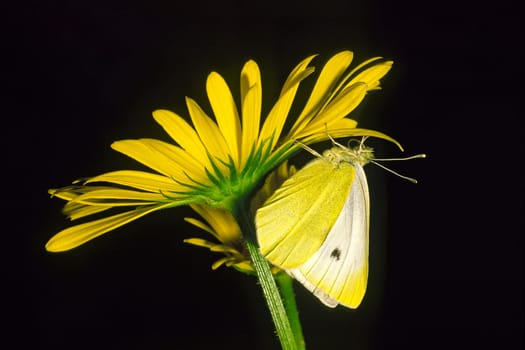 Pieris rapae,Lesser cabbage white