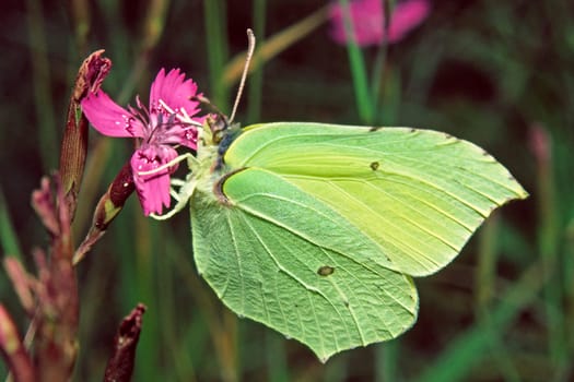 Gonepteryx rhamni,Lemon Butterfly