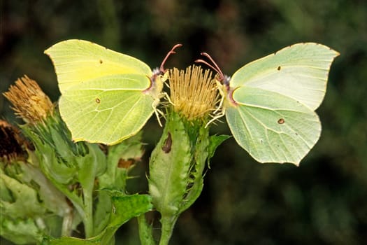 Gonepteryx rhamni,Lemon Butterfly
