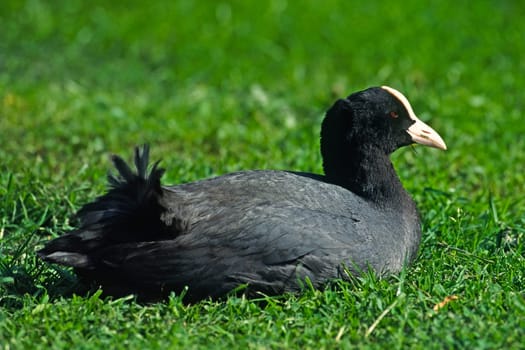 Coot,Fulica atra