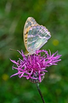 Argynnis paphia,Emperor's mantle