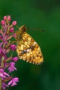 Brenthis ino, Violetter Silberfalter an Orchidee
