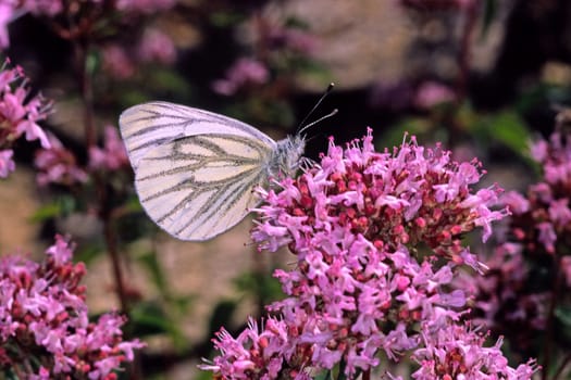 Pieris napi,rapeseed white on Origano