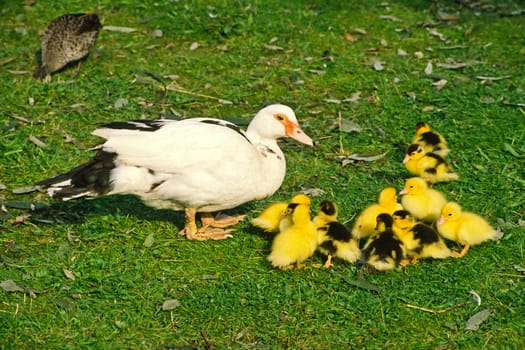 Mother duck with cubs