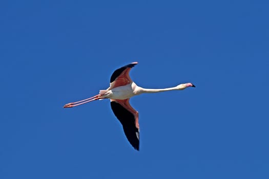 Flamingo,Phoenicopterus ruber (aerial image)