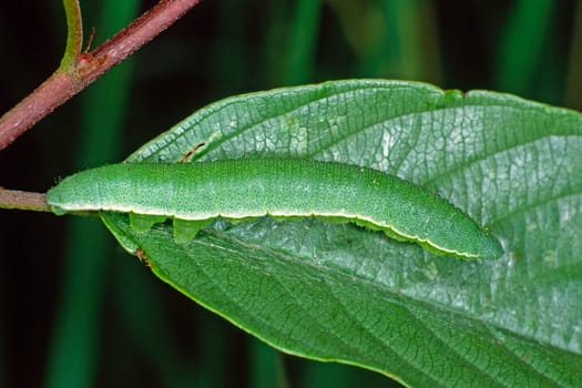 Gonepteryx rhamni,Lemon Butterfly Caterpillar