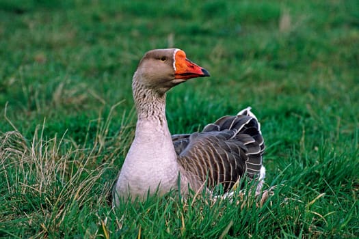 Greylag goose x crossing,Anser anser