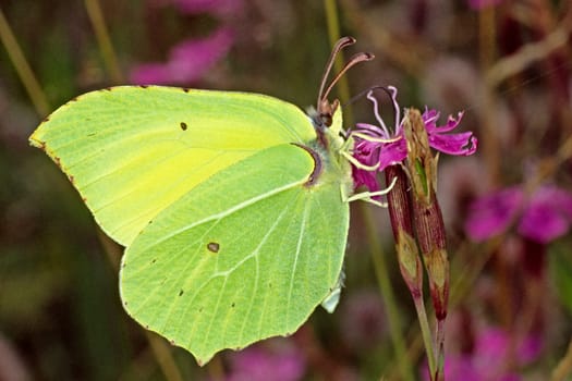 Gonepteryx rhamni,Lemon Butterfly