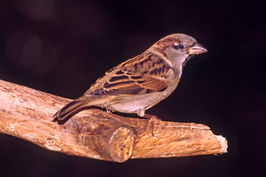 House sparrow,Passer domesticus